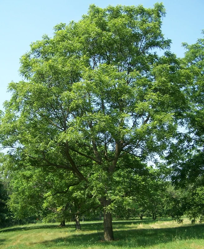 Walnut — Juglans major Morton