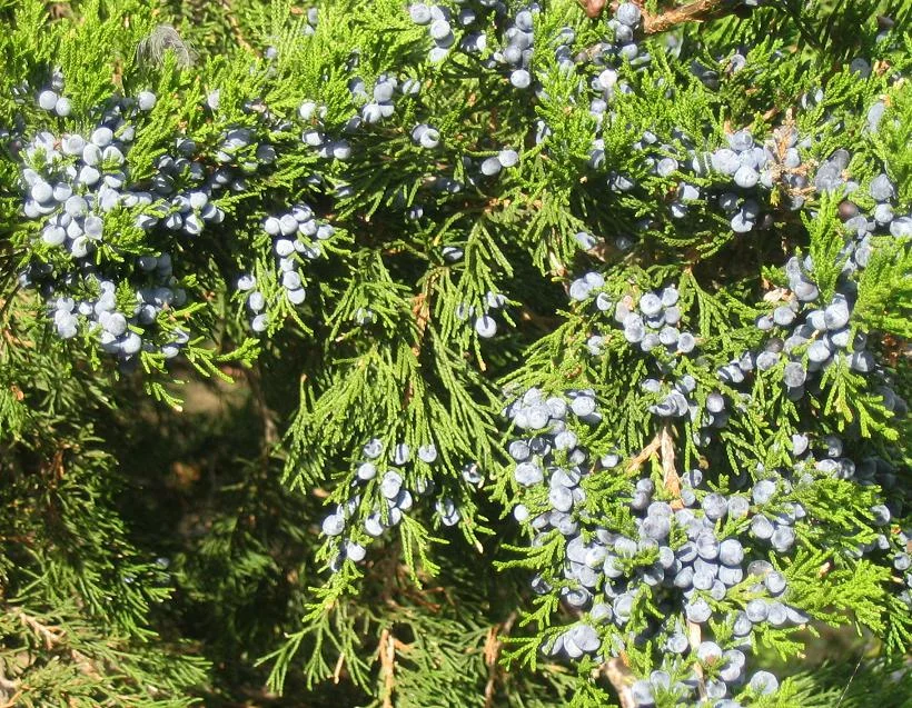 Juniper — Juniper