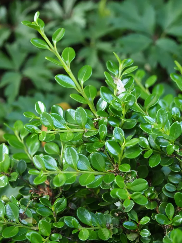 Boxwood — Korean compact boxwood 768x1024