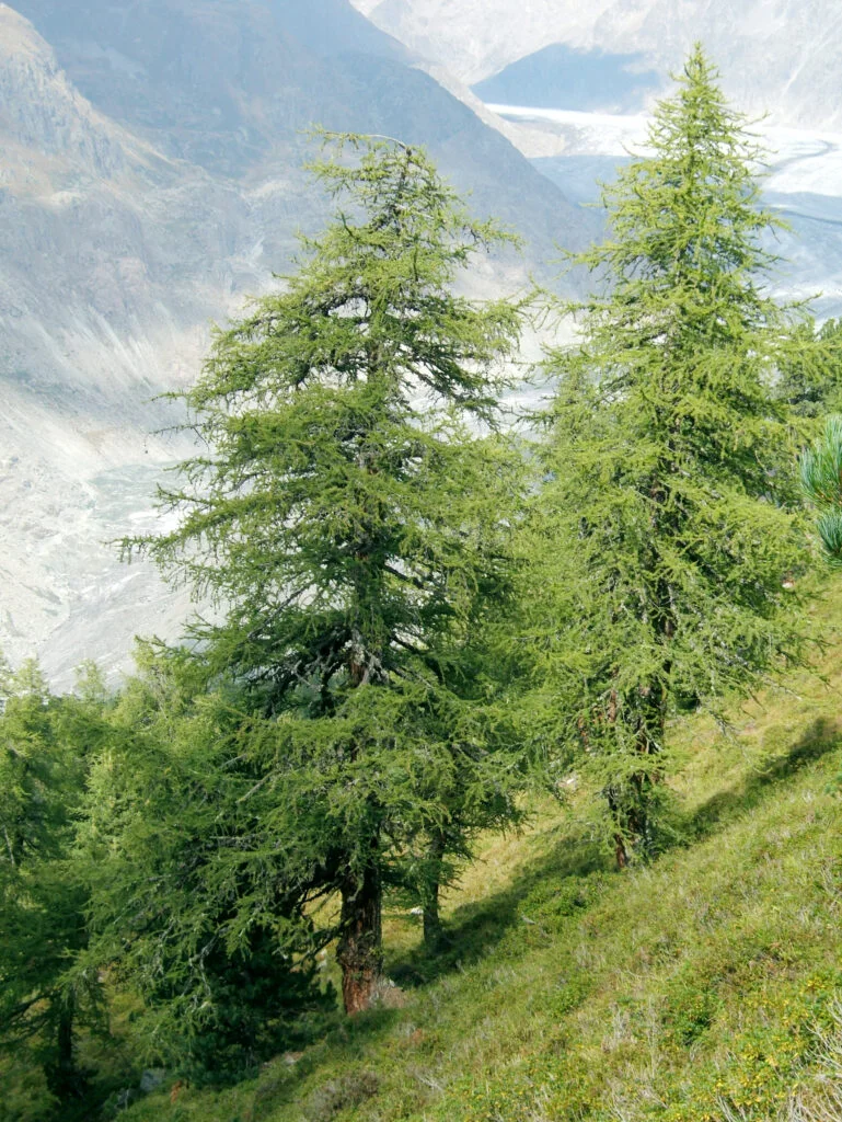 Larch — Larch 769x1024