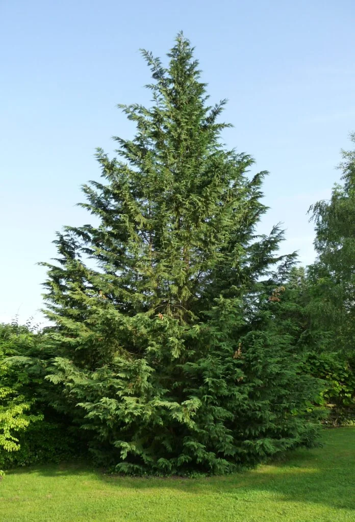 Leyland Cypress — Leyland cpyrees 696x1024