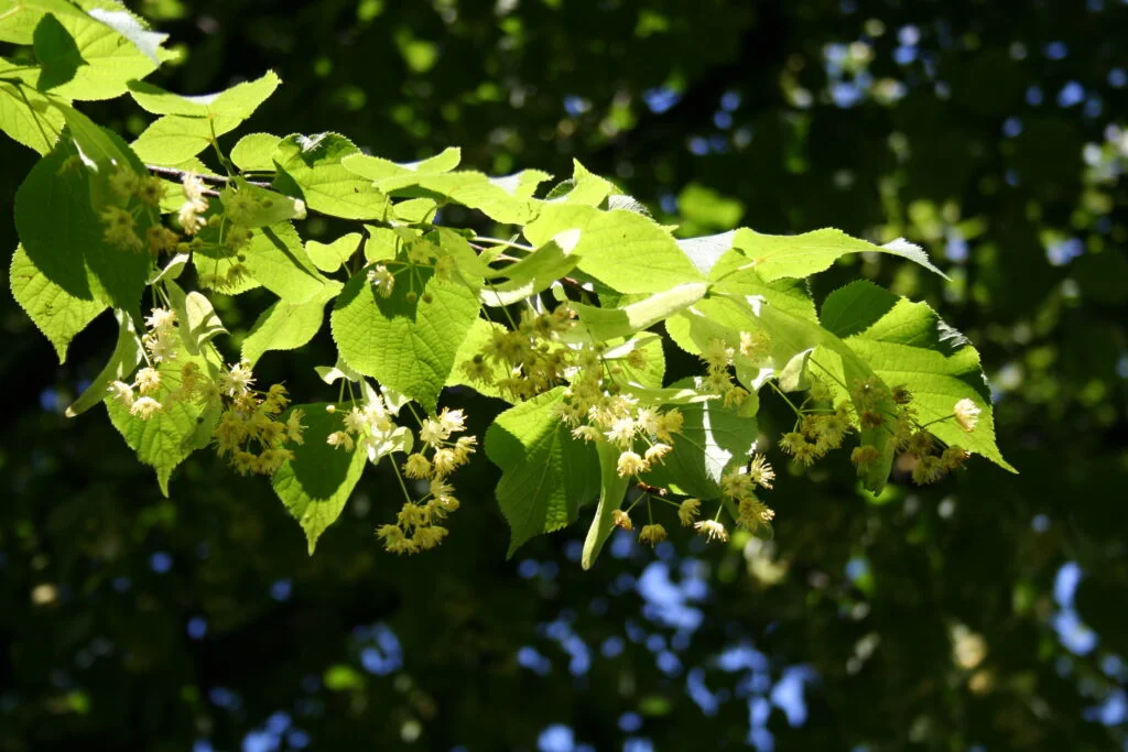 Linden — Linden 1024x683