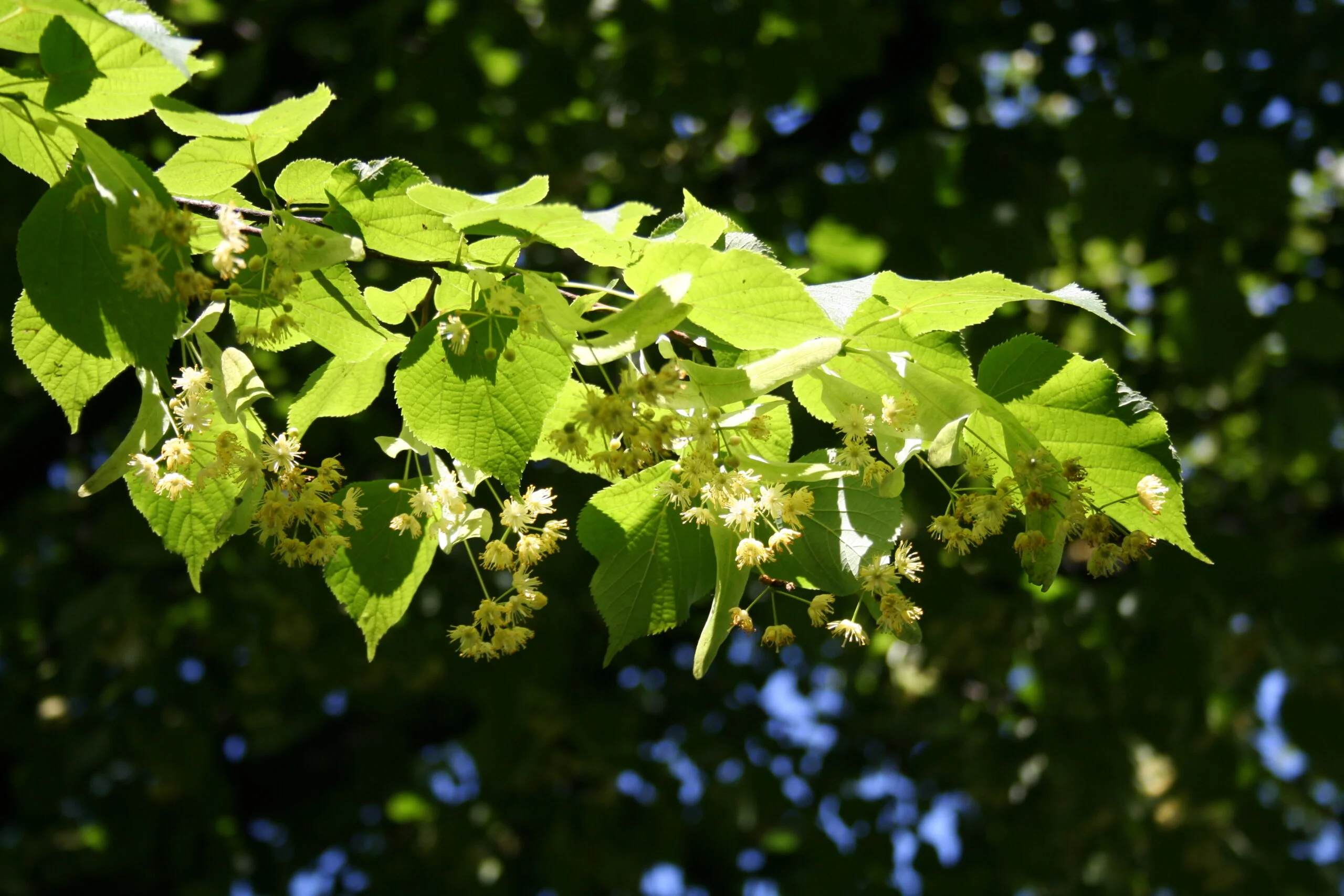 Linden