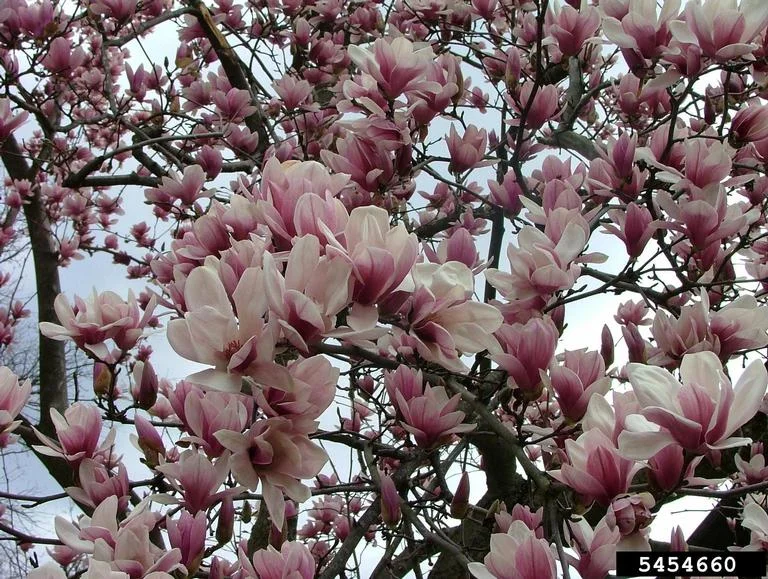 Magnolia