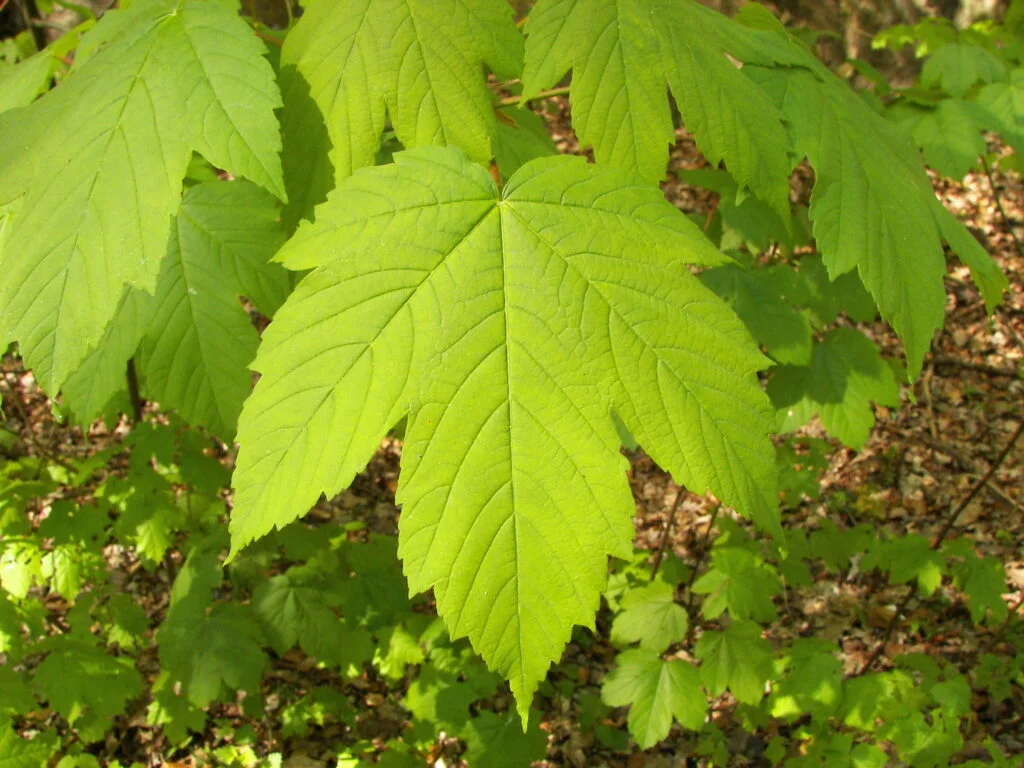 Maple — Maple 1024x768