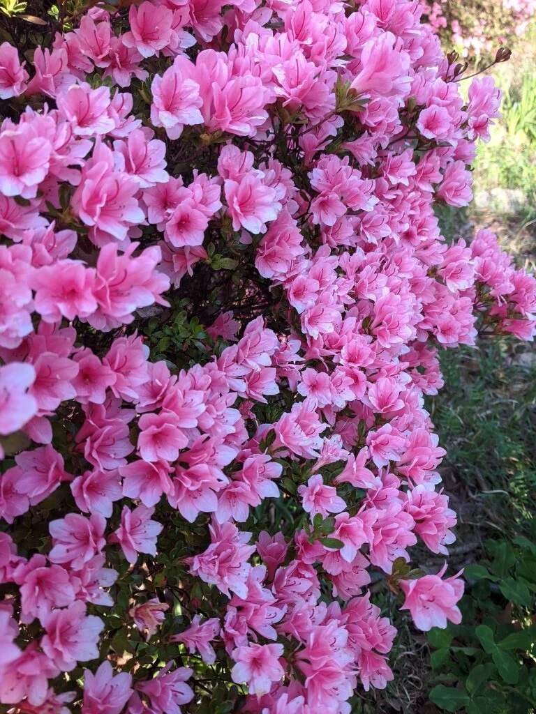 Azalea — Mini pink azaleas in Maryland 768x1024