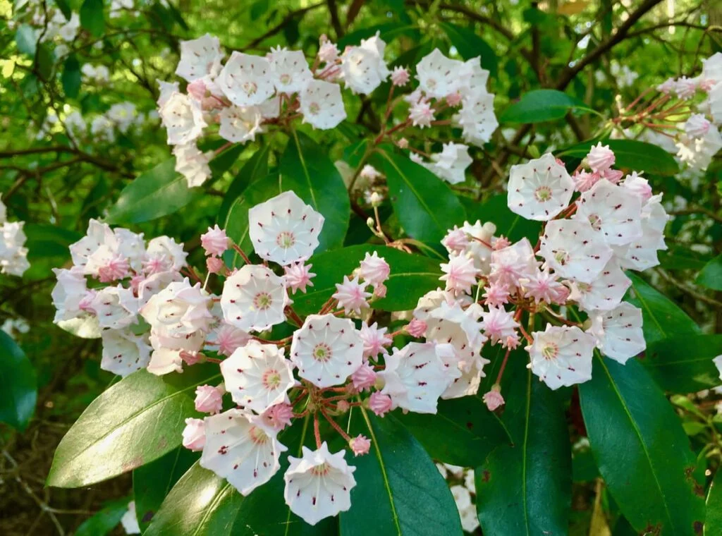 Mountain Laurel — MountainLaurel 1024x760