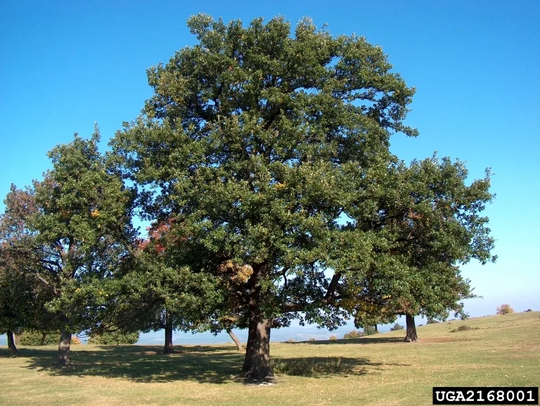 Oak