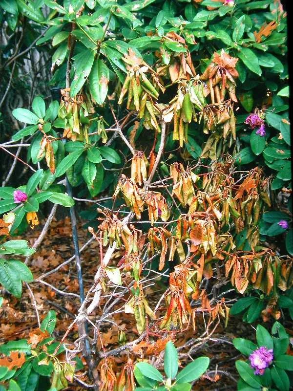 Phytophthora Root Rot and Crown Dieback