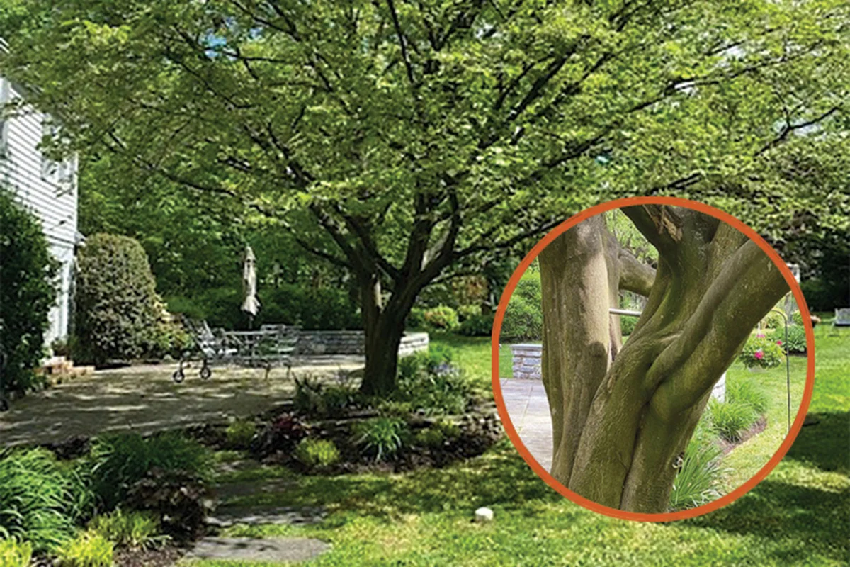 Yellowwood in Bryn Mawr