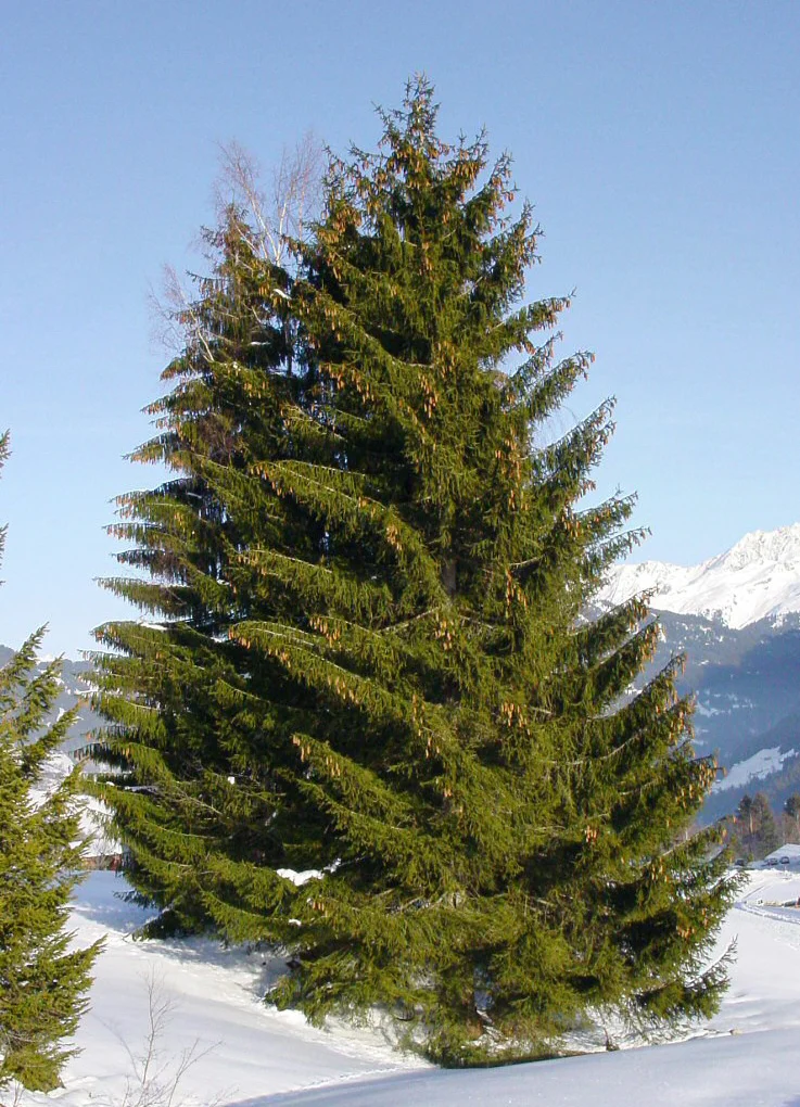 Spruce Bud Scale