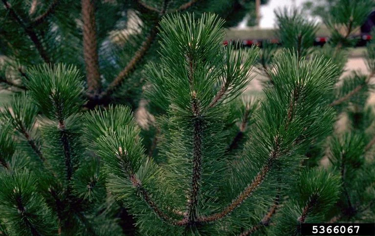 Pine — Pine Howard F. Schwartz Colorado State University Bugwood.org
