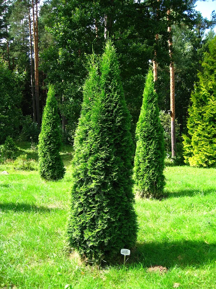 Arborvitae