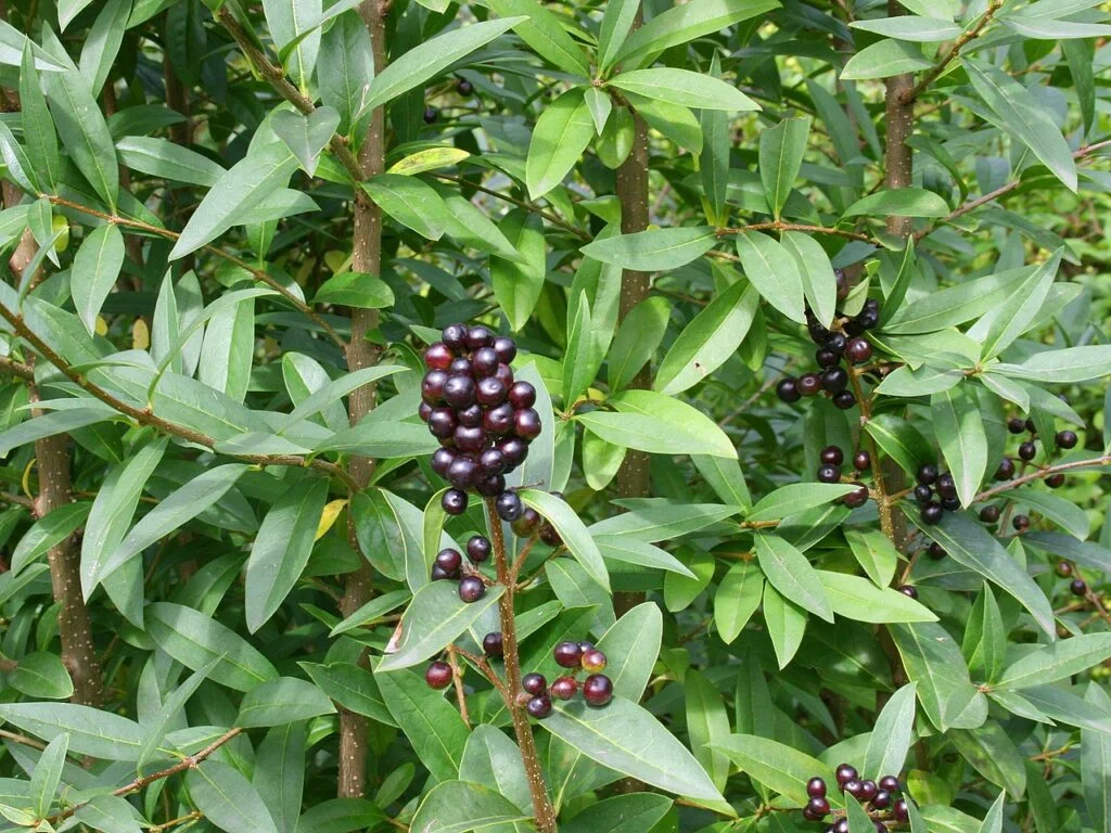 Privet — Privet 1024x768