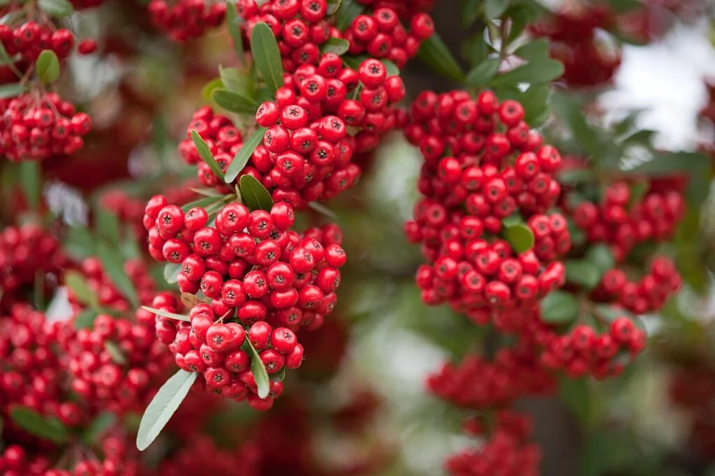 Pyracantha — Red pommes of Firethorn Pyracantha 1024x682