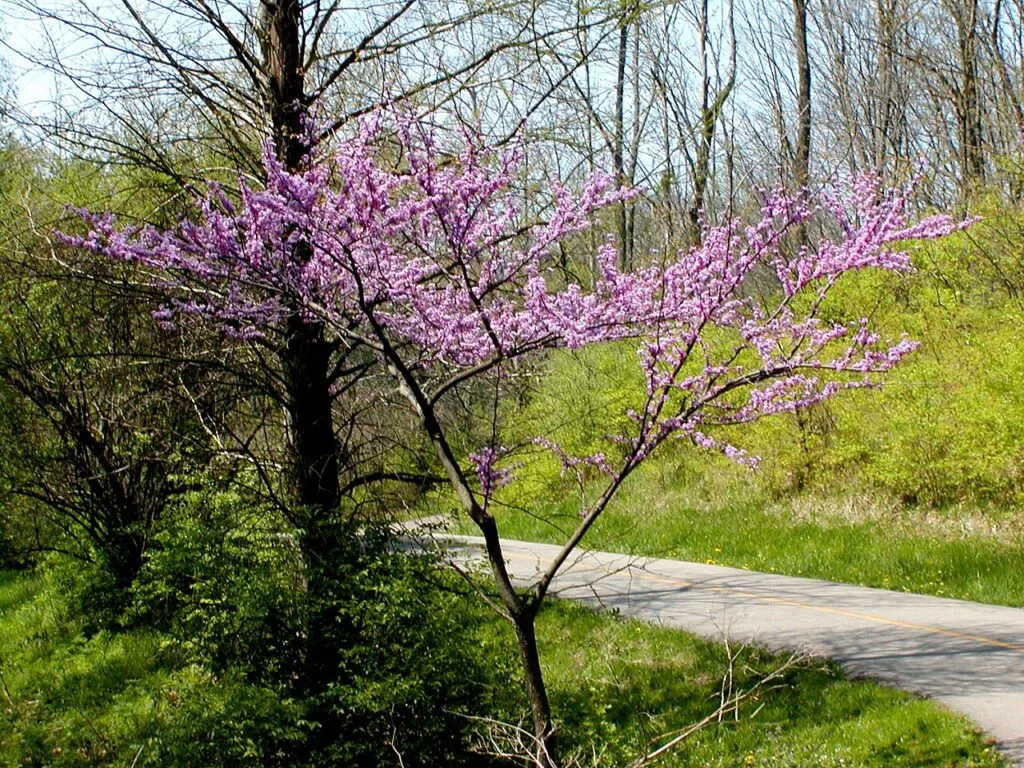 Redbud — RedbudOhio02 1024x768