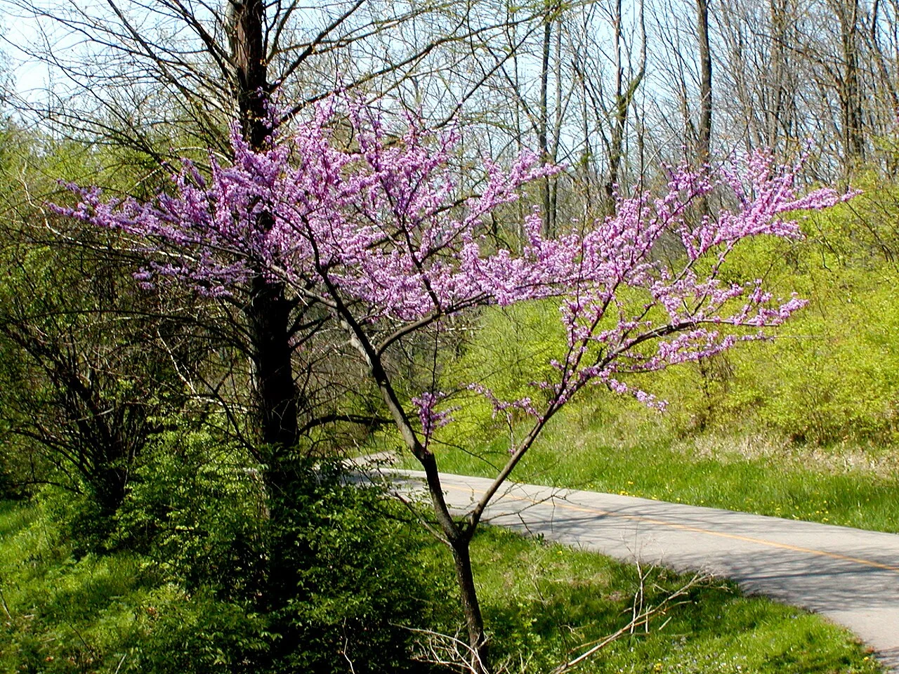 Redbud