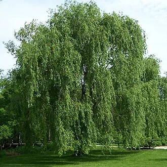 Willow — Salix alba Morton