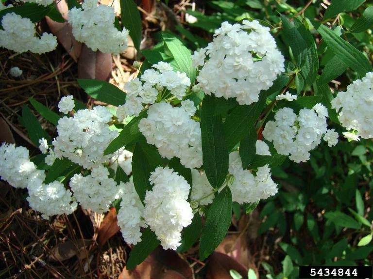 Spirea