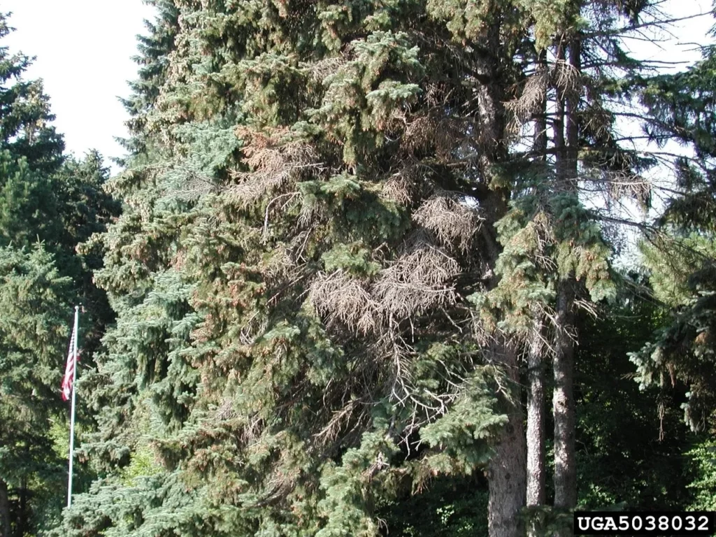 Spruce Cytospora Canker