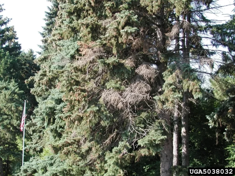 Spruce — Spruce Cytospora 768x576