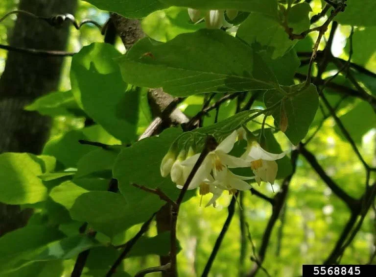 Styrax — Styrax Lisa Kruse Georgia Dept of Natural Resources Bugwood edited