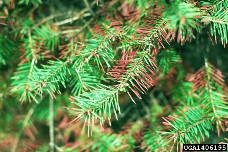 Douglas Fir — Swiss needle cast on Douglas fir Phaeocryptopus gaeumannii 768x512