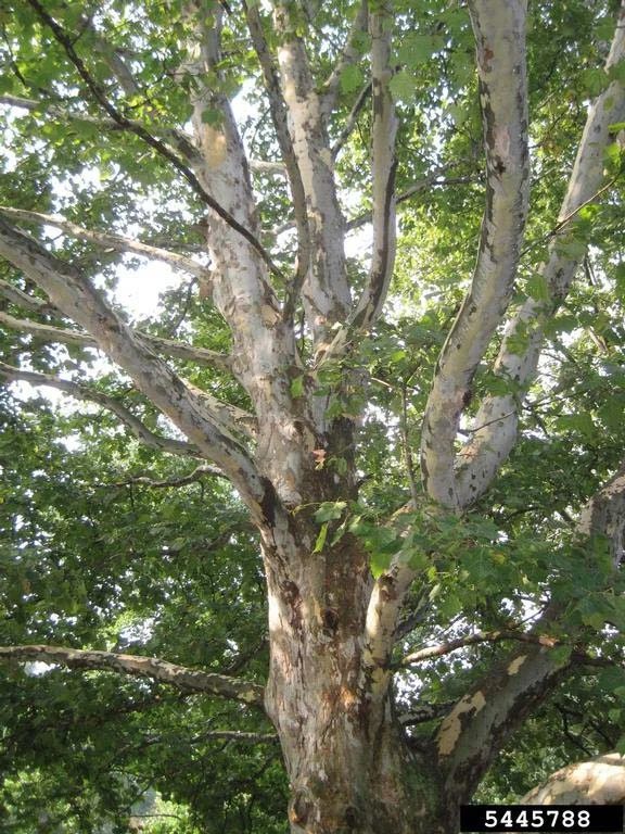 Sycamore / Planetree — Sycamore Planetree Rob Routledge Sault College Bugwood edited