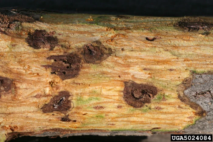 Thousand Cankers Disease