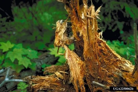 Tree Diseases That Cause Hazards