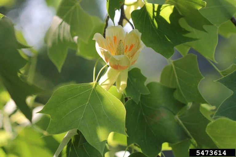 Tulip Poplar — TulipPoplar Rob Routledge Sault College Bugwood edited