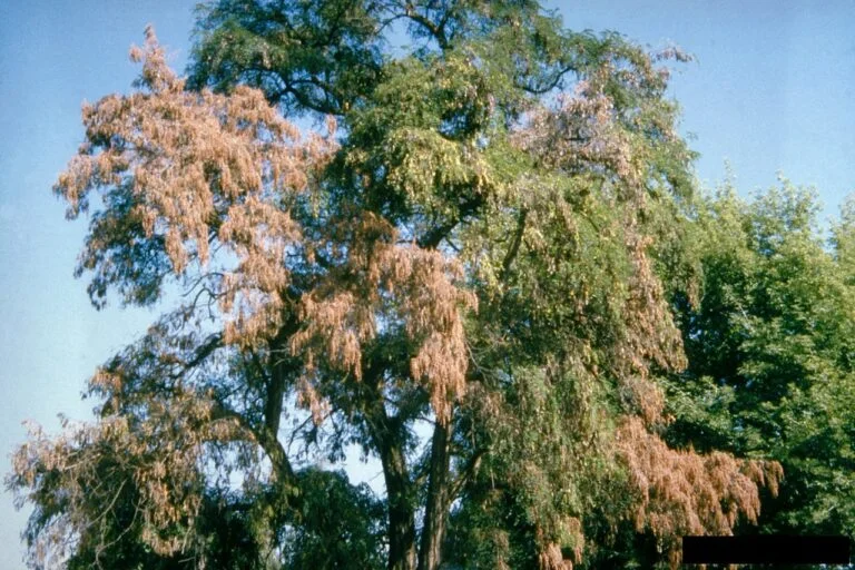 Yellowwood — VerticilliumWilt Infected Tree 768x512