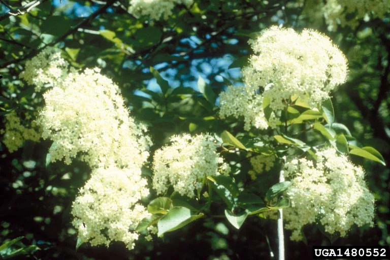 Viburnum — Viburnum Richard Webb Bugwood edited