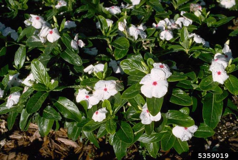 Vinca