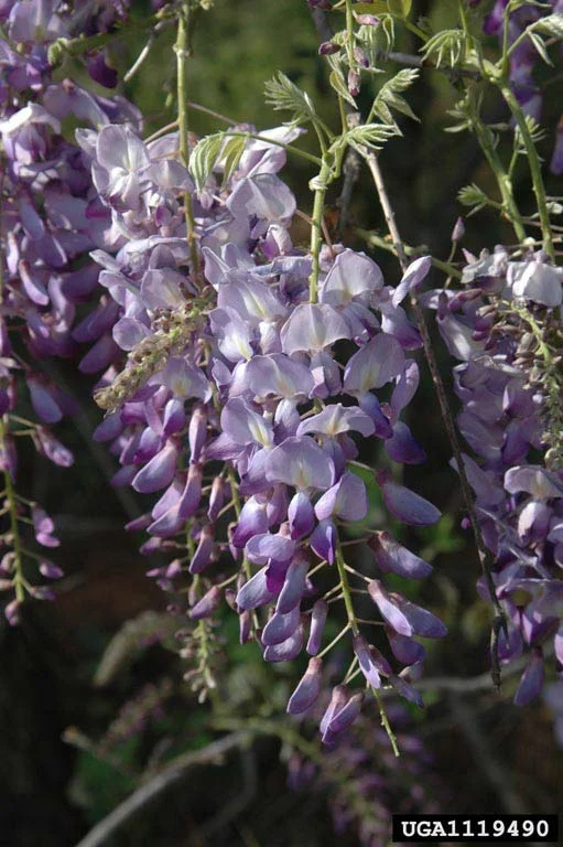 Wisteria