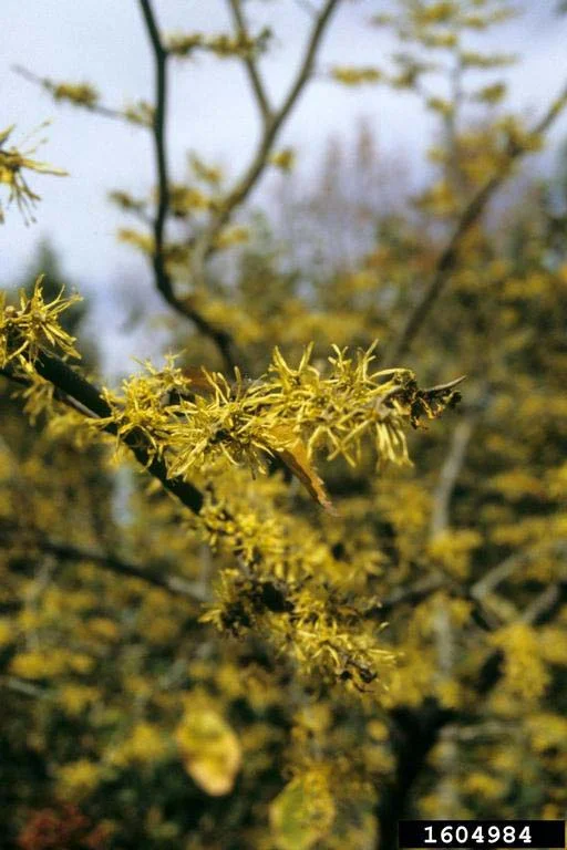 Witch Hazel — WitchHazel John Ruter University of Georgia Bugwood edited