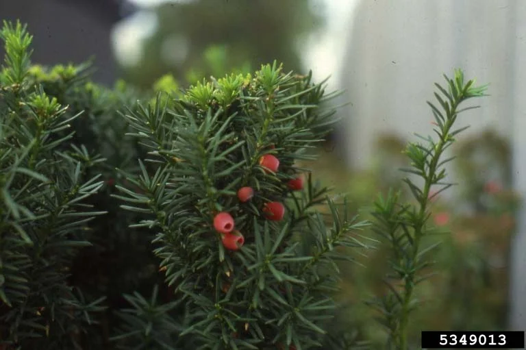 Yew