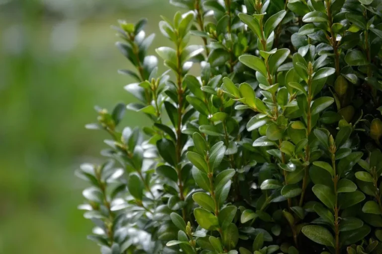 Boxwood — a4e6c817550d608dc568c9651c614f6b 768x512
