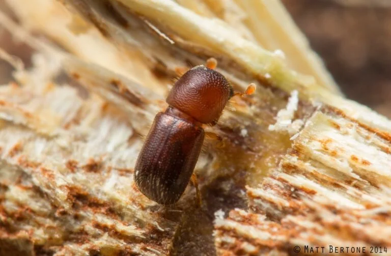 Styrax — ambrosia beetle 768x503