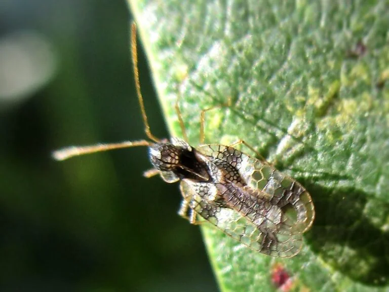 Japanese Pieris — andromeda lace bug 768x576