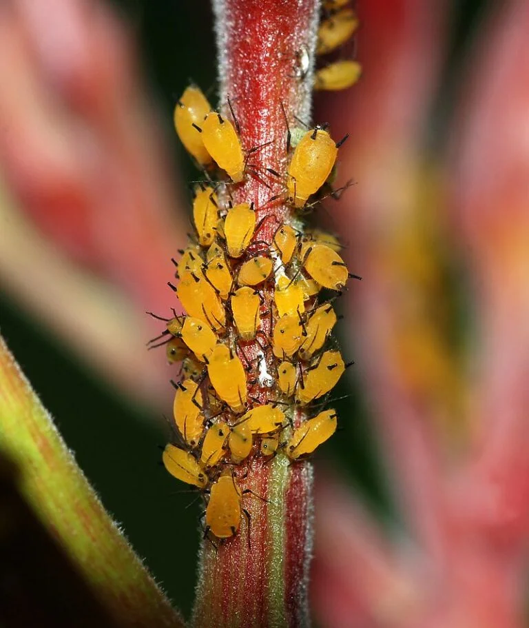 Tulip Poplar — aphids 768x911