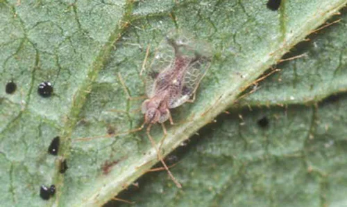 Azalea Leafbug