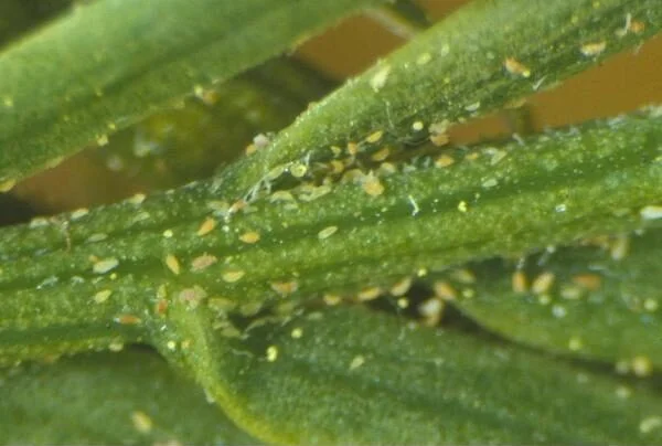 Bald Cypress Rust Mite