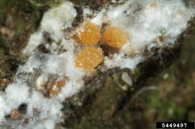 Beech — beechscale 768x510