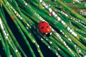 PLANT HEALTHCARE NEWS 2020