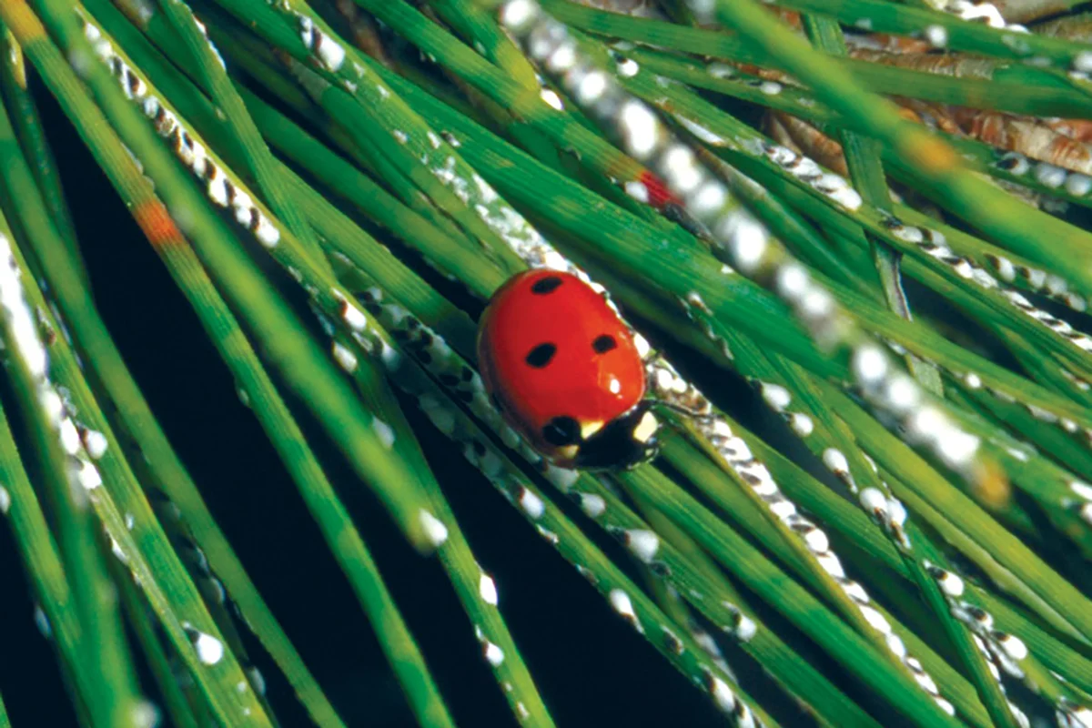 PLANT HEALTHCARE NEWS 2020