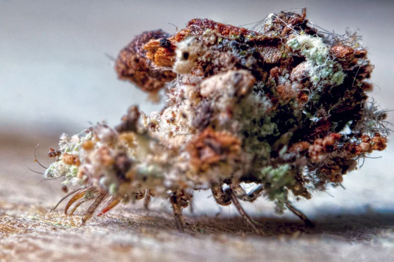 PLANT HEALTHCARE NEWS 2020 — beneficial bugs2