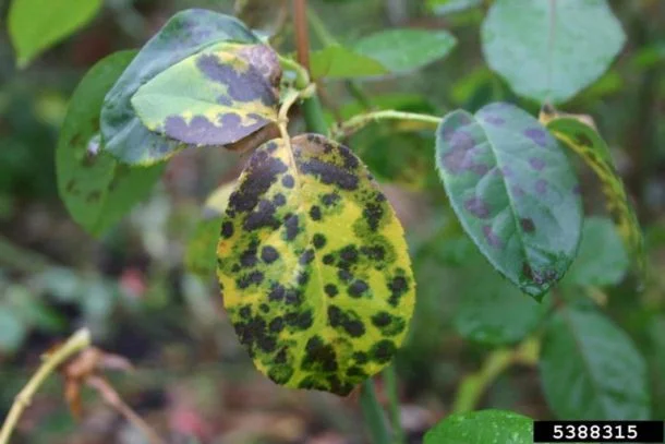 Rose — black spot caused by diplocarpon rosae of rose 610x407 1