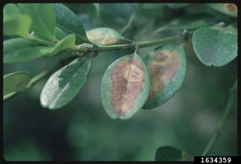 Boxwood — boxwood leafminer 768x523