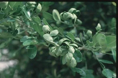 Boxwood Psyllid